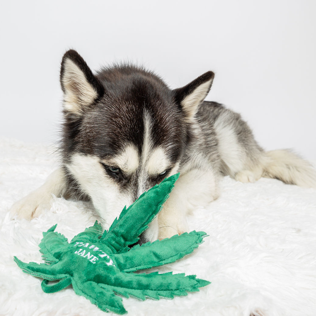 Pawty Jane Dog Toy